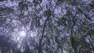自然景观树木植物4K高清实拍视频素材视频的预览图